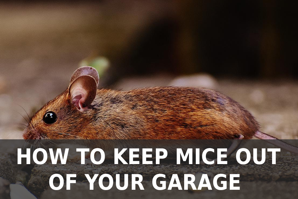 How to Keep Mice Out of Your Garage
